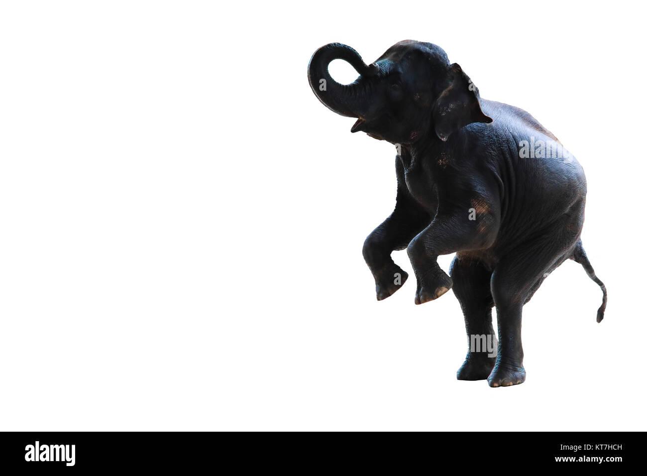 young elephant standing with two hind legs isolated on white background