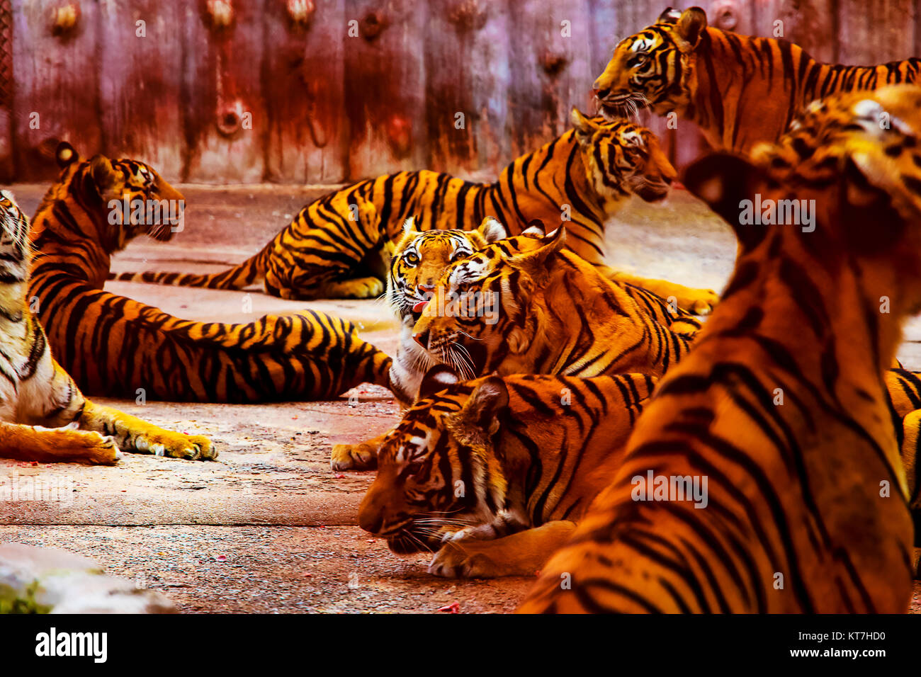 Group of tigers,Thailand Stock Photo