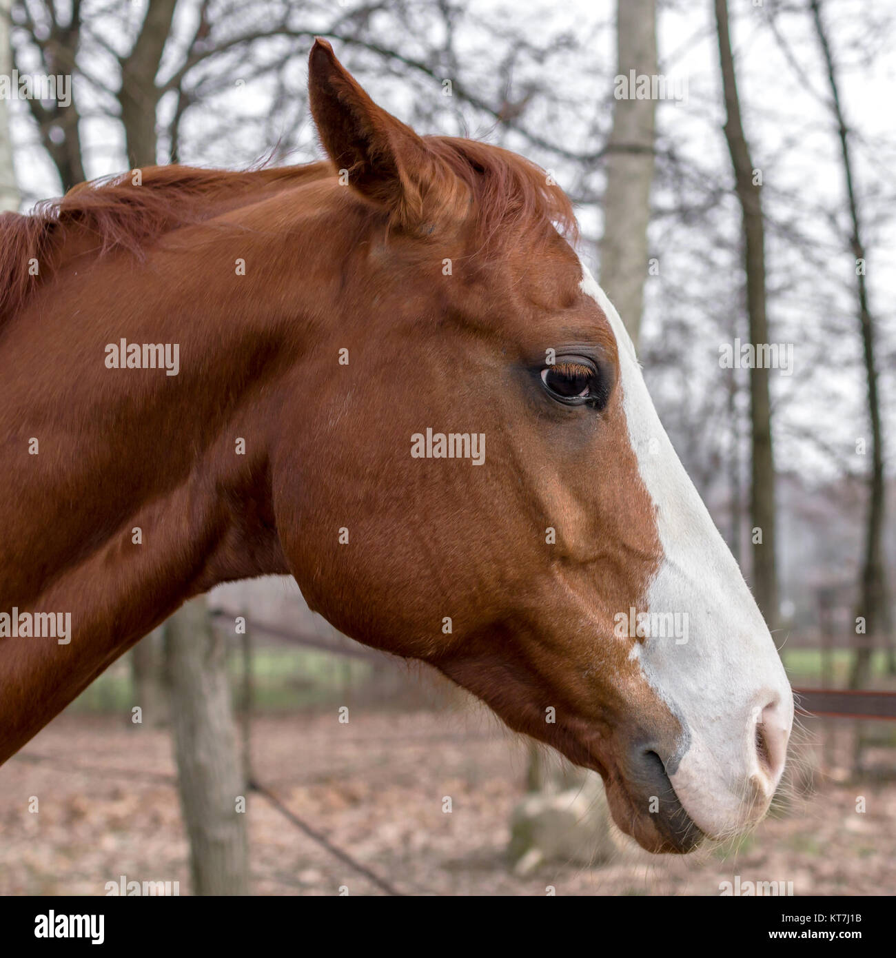 Sad horse Stock Photo Alamy
