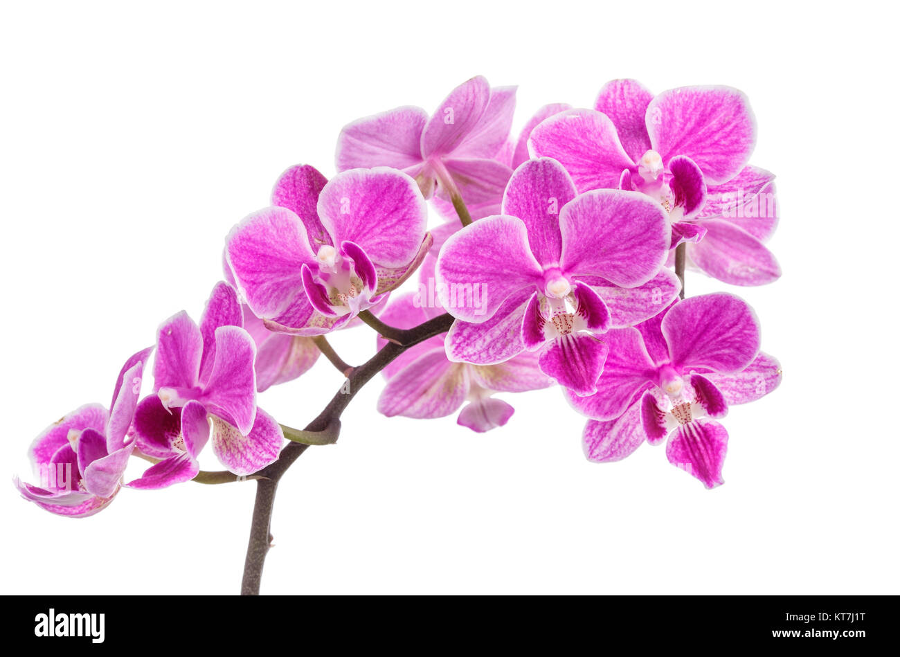 branch of pink orchids isolated on a white background Stock Photo - Alamy