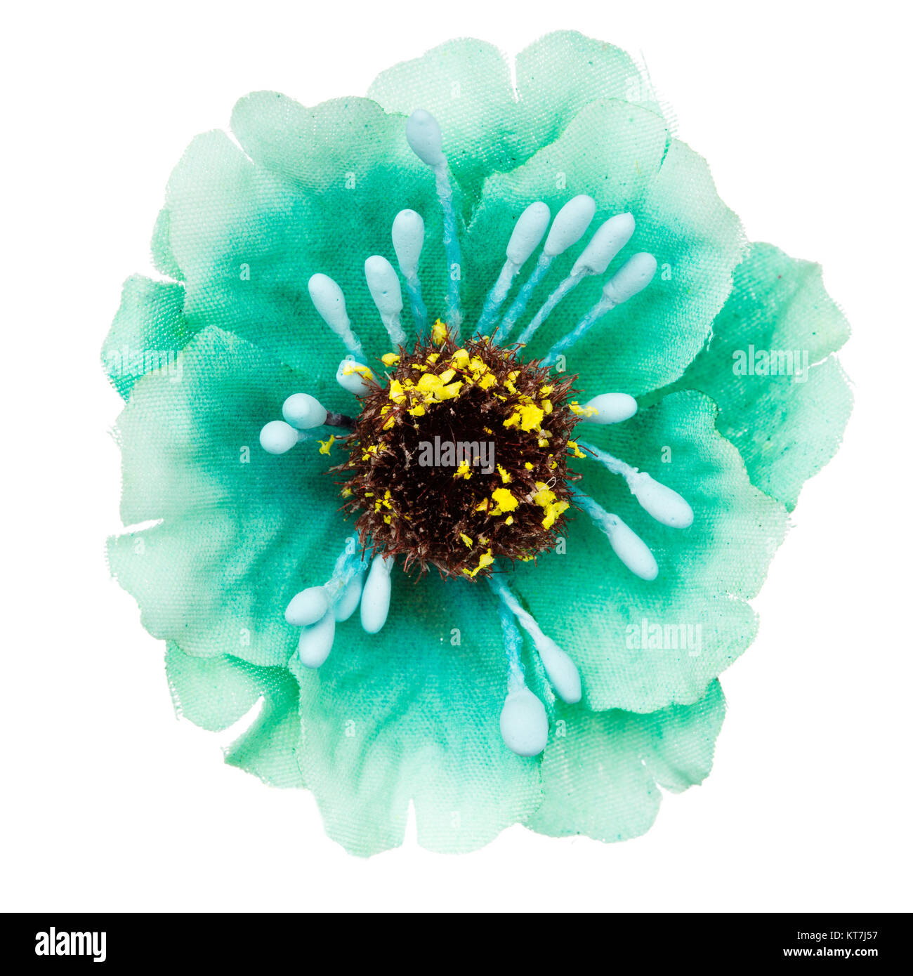 green flower head isolated, beautiful decoration,top view Stock Photo