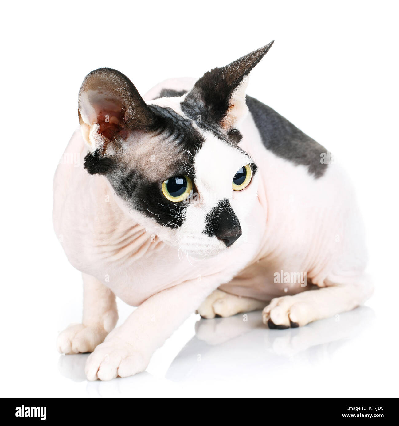Sphynx Cats isolated on white background Stock Photo - Alamy