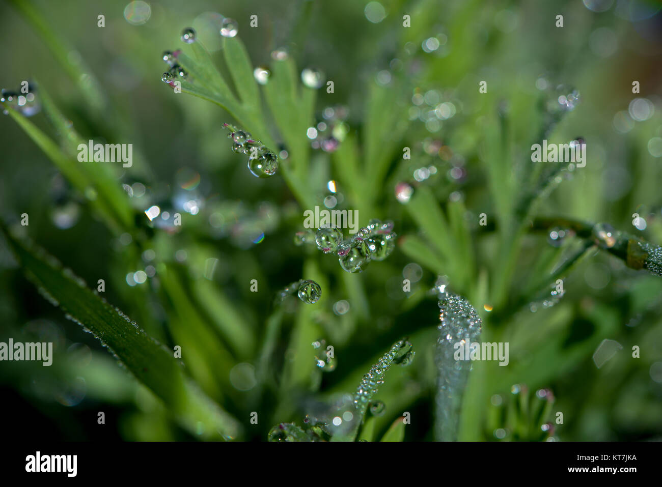 morning dew in the meadow Stock Photo