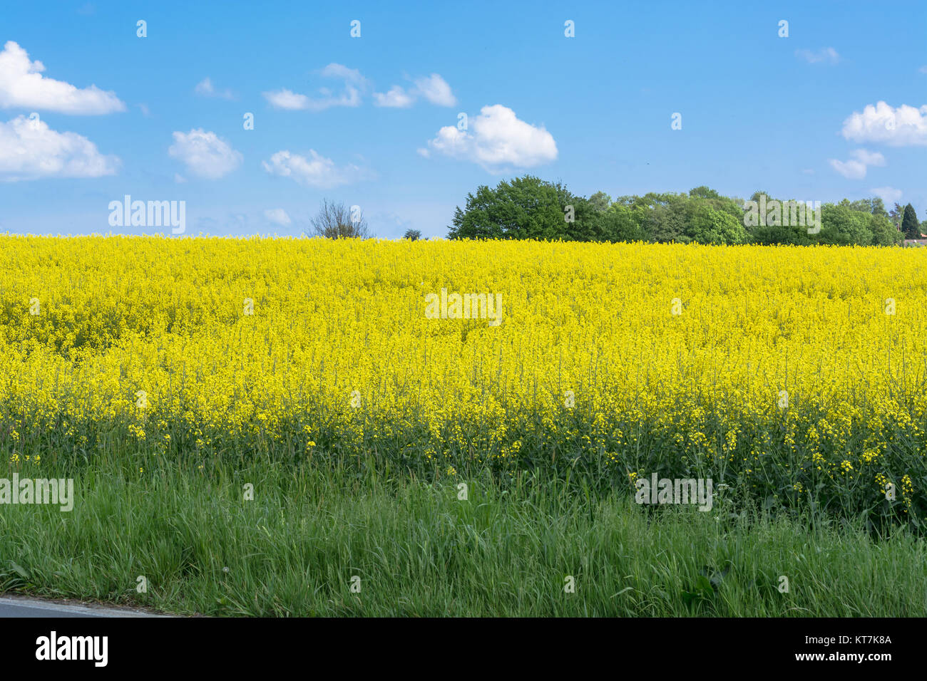 flowering rape field with blue sky Stock Photo - Alamy