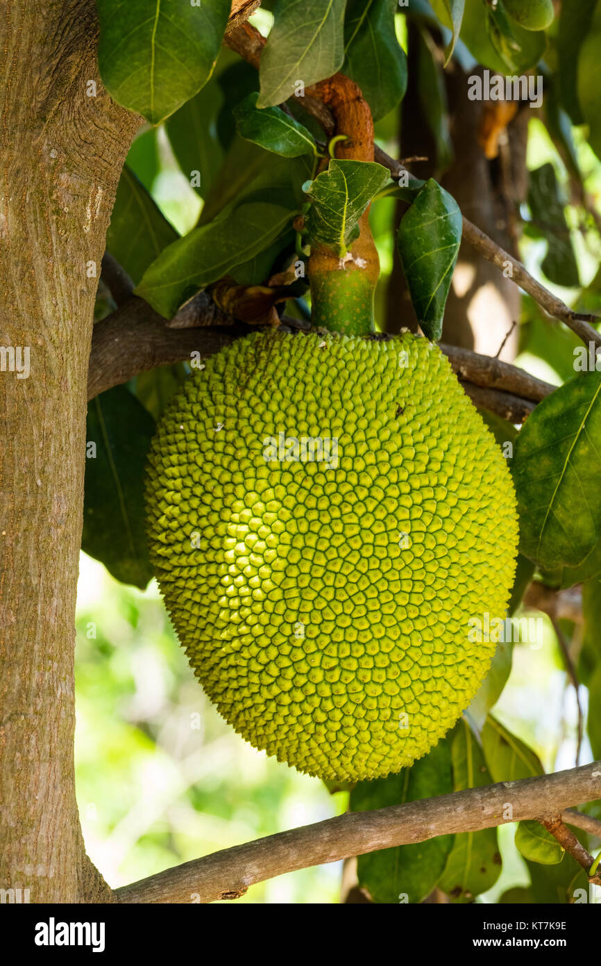 Jackfrucht High Resolution Stock Photography And Images Alamy