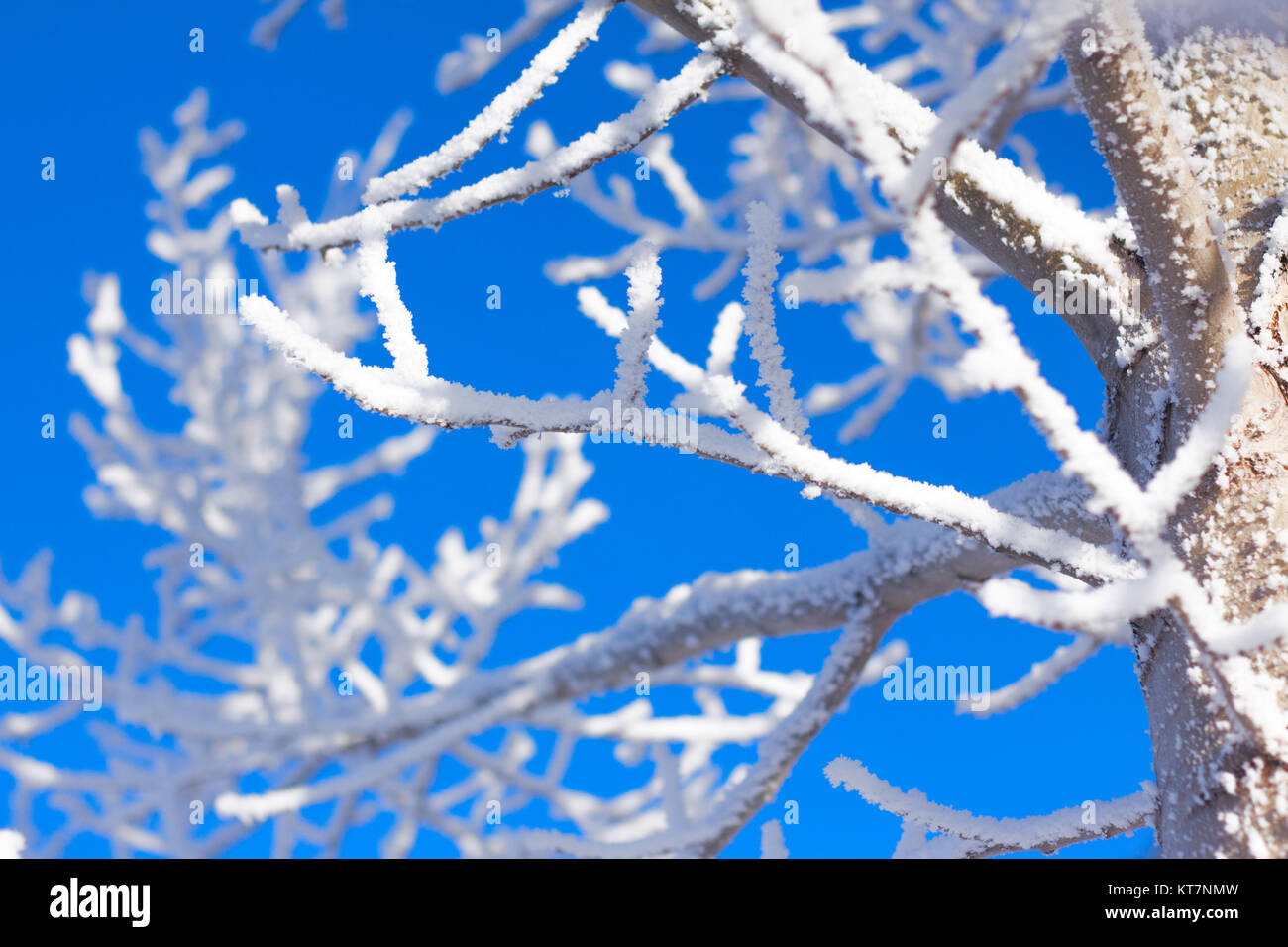 winter tree in snow frost on blue sky background Stock Photo - Alamy