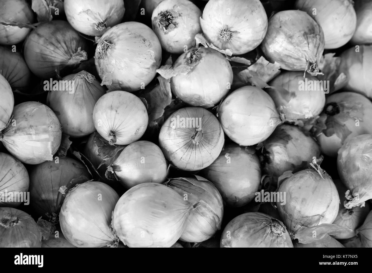 many white onions organic natural vegetable healthy black white Stock Photo