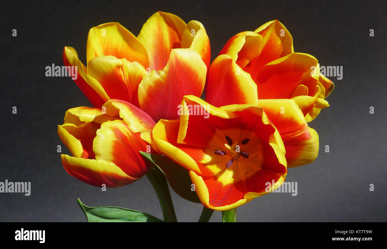 Close-Up Of tulips Stock Photo