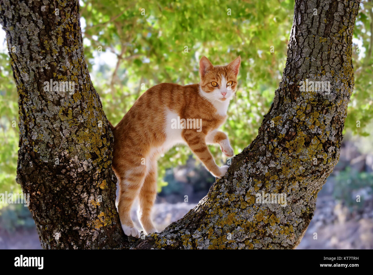 A red tabby and white cat kitten climbing curiously and playful on a tree with thick branches, Greece. Stock Photo