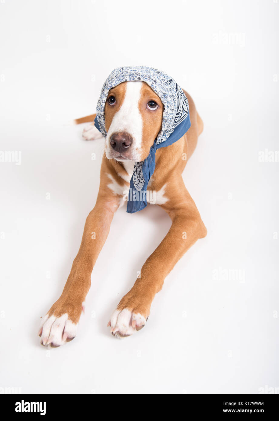 Adorable Fawn Colored Mixed Breed Puppy Wearing Bandana on Head Stock Photo Alamy