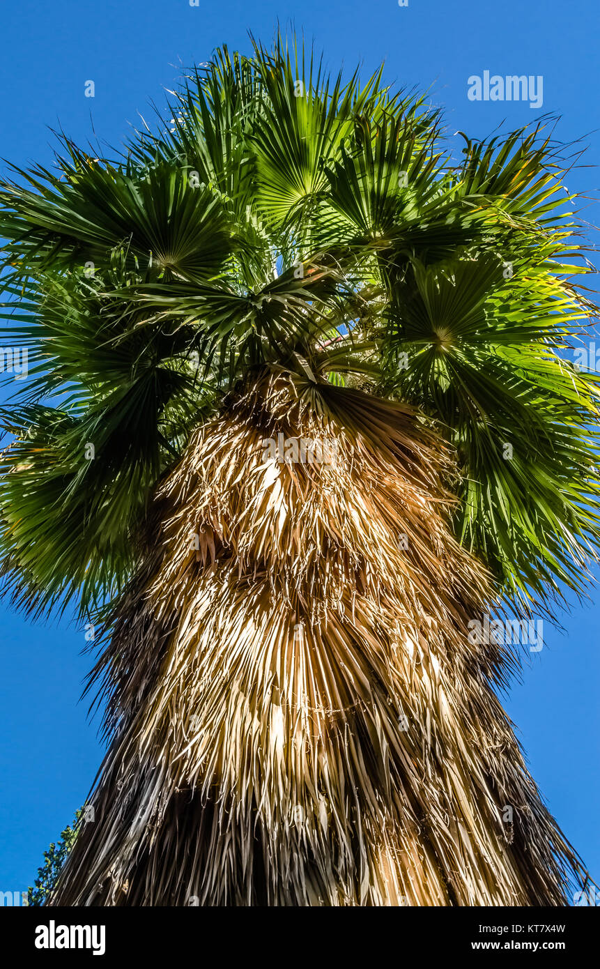 Palm tree background Stock Photo