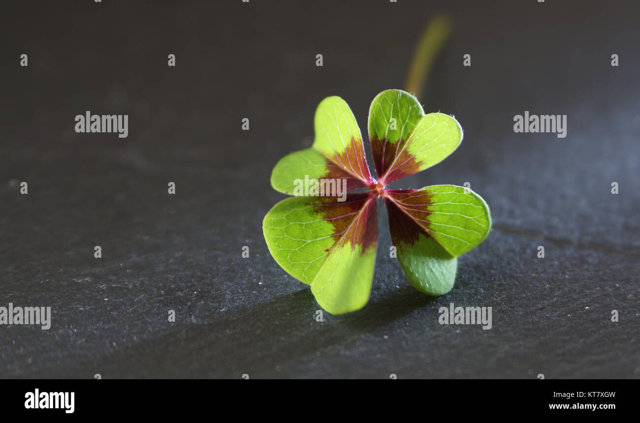 four-leaf clover on slate black Stock Photo