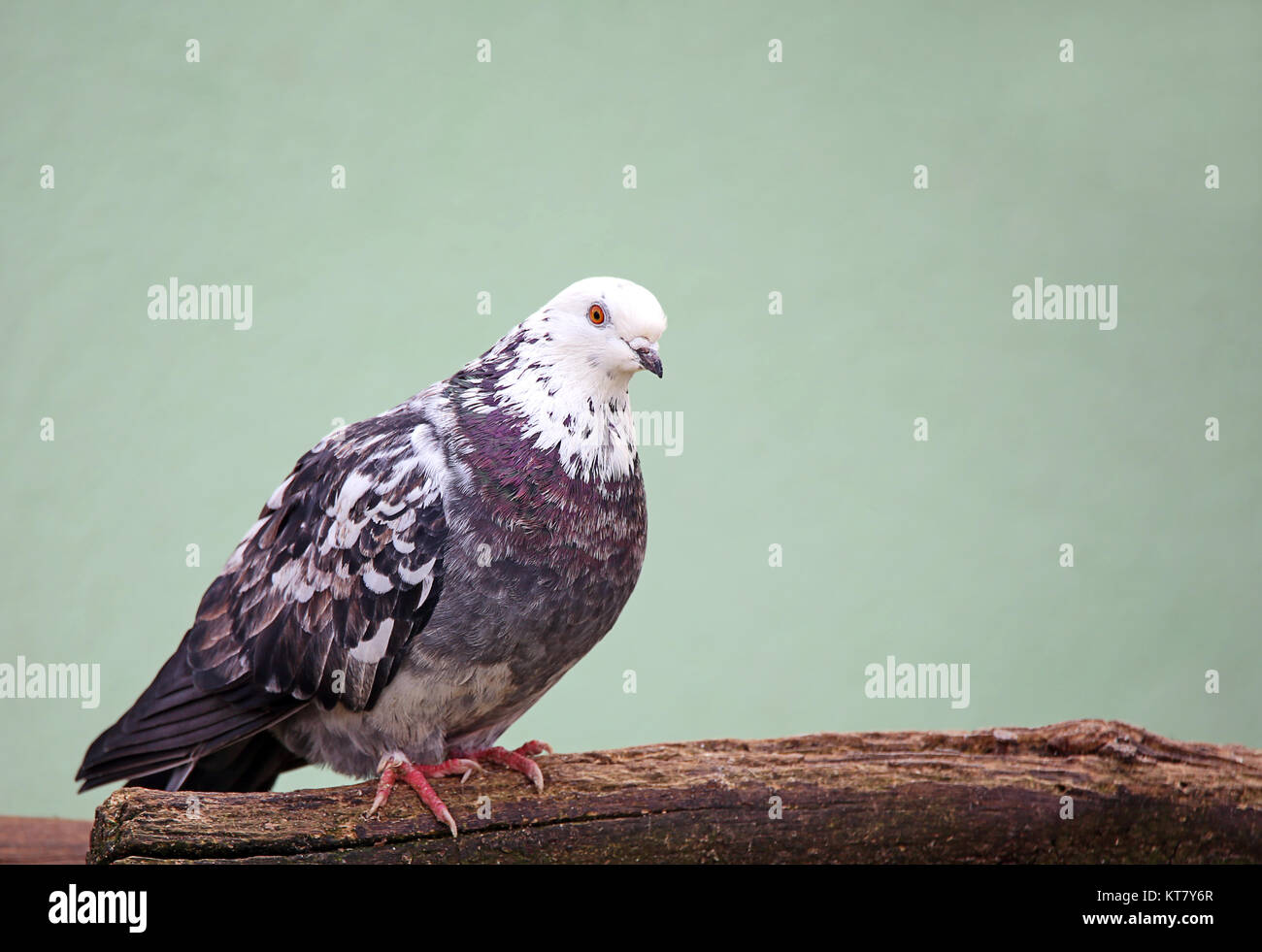 pigeon with white head Stock Photo