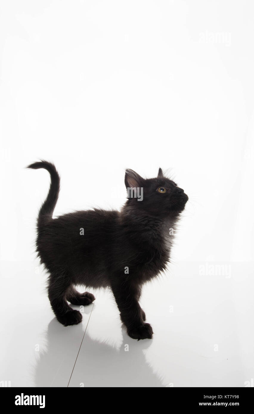 Tiny black kitten sales