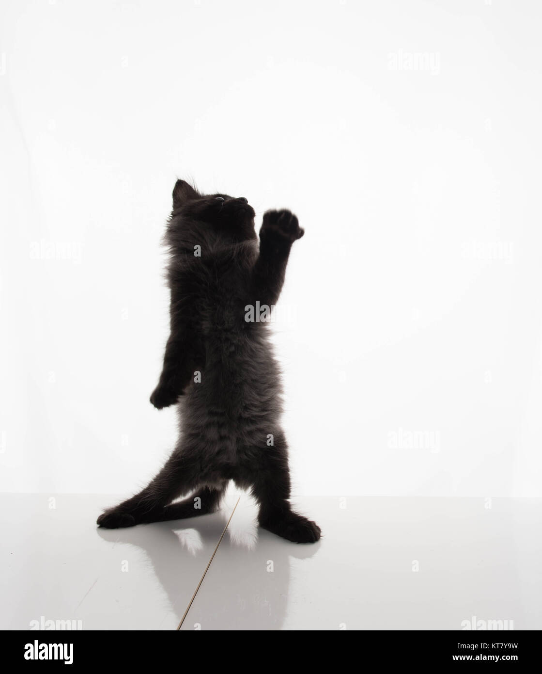 Tiny Black Kitten on White Background