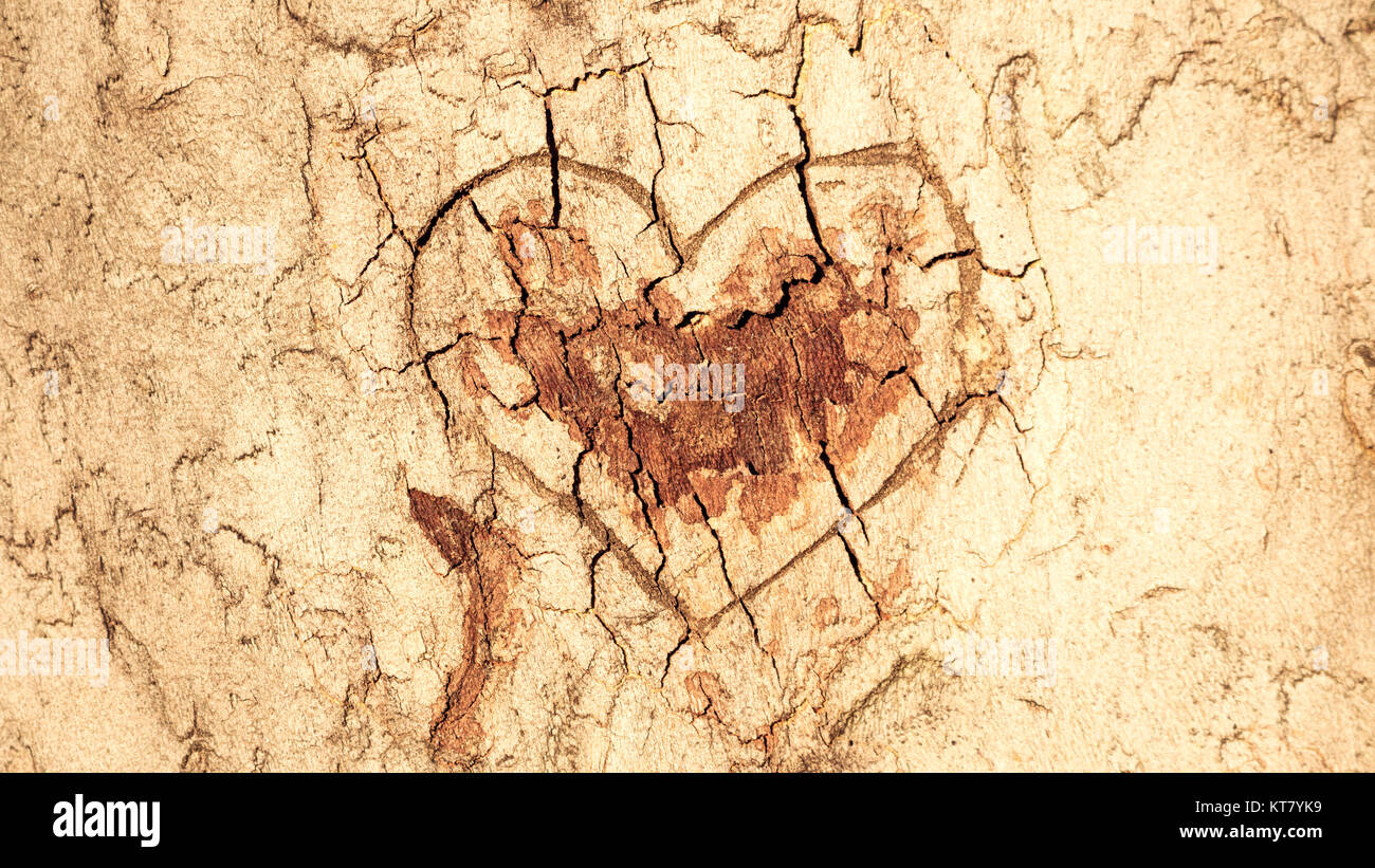 Heart carved in the tree bark Stock Photo