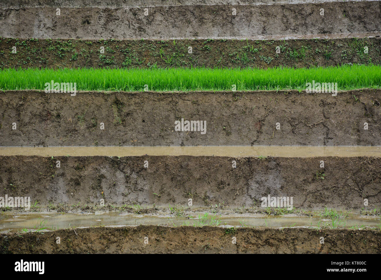 Close-up of terraced rice field at summer in Northern Vietnam. Terraced ...