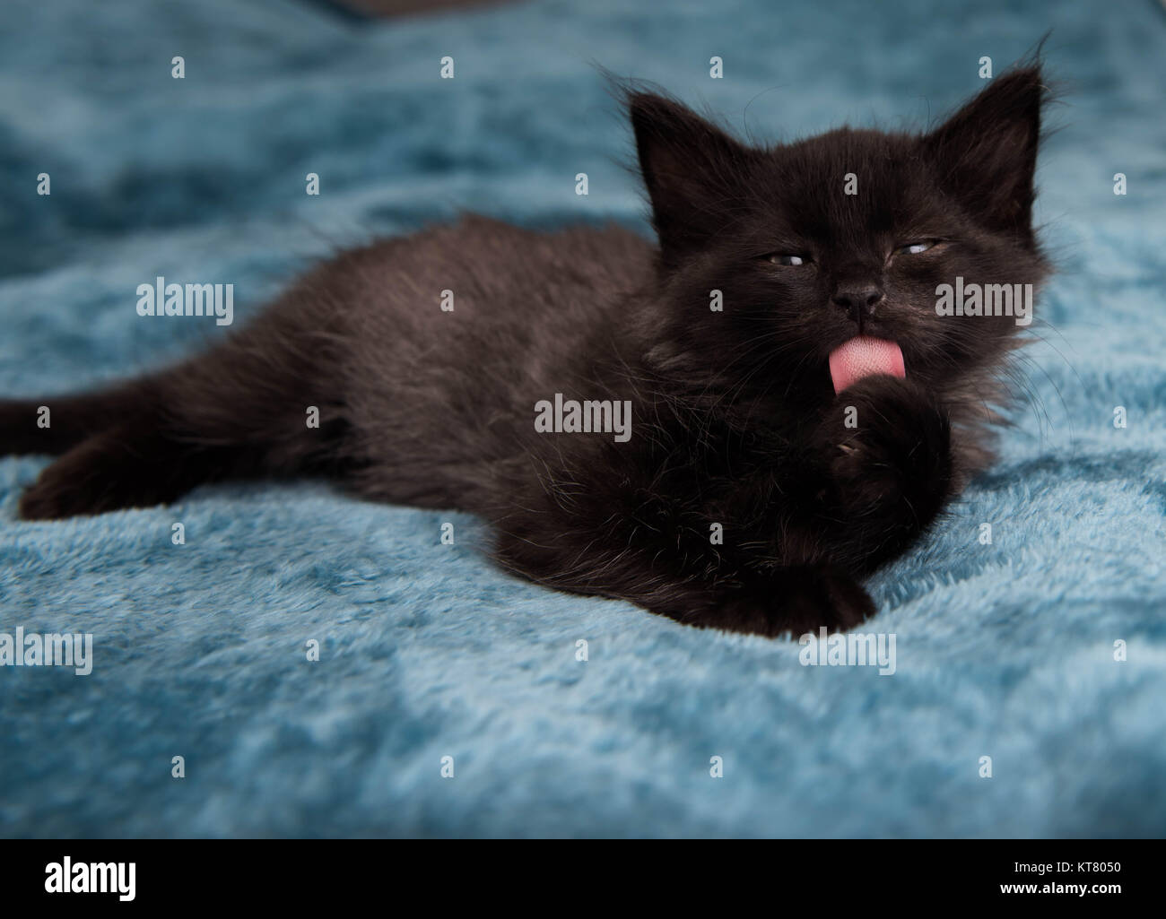 Fluffy black kitten hires stock photography and images Alamy