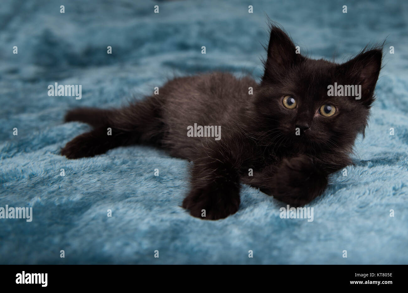 Fluffy black kitten hires stock photography and images Alamy