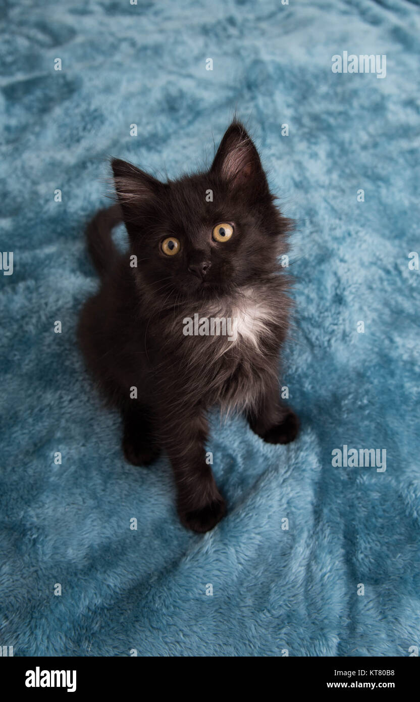 Fluffy black kitten hires stock photography and images Alamy