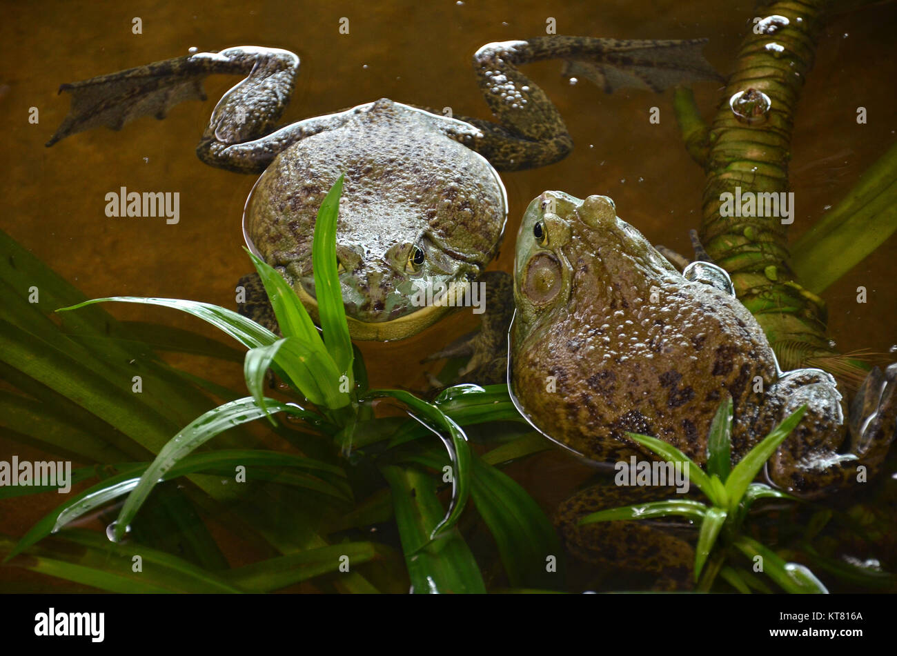 Bull frogs at a frog farm Stock Photo - Alamy