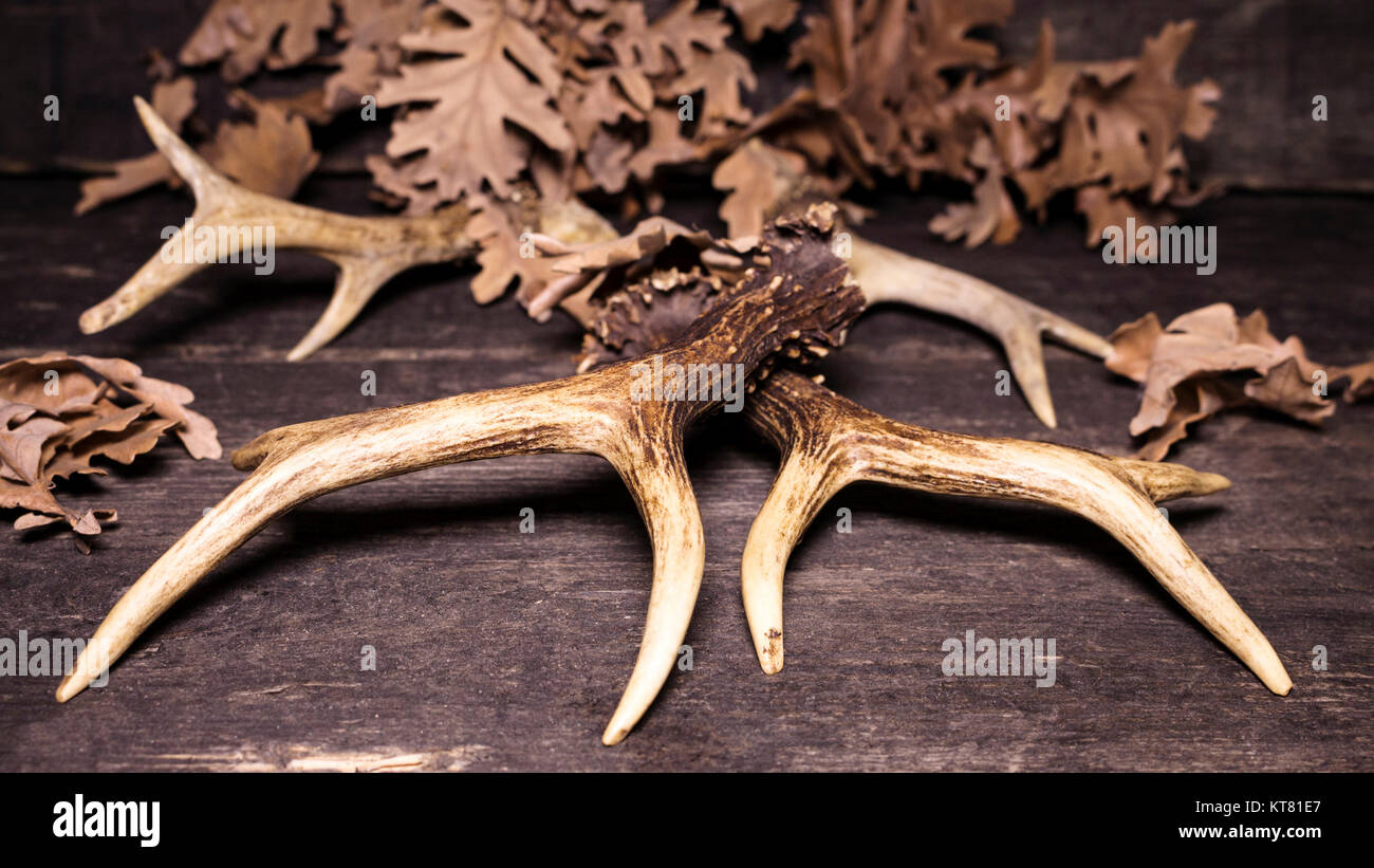 Deer Antlers On Wooden Background Stock Photo - Alamy