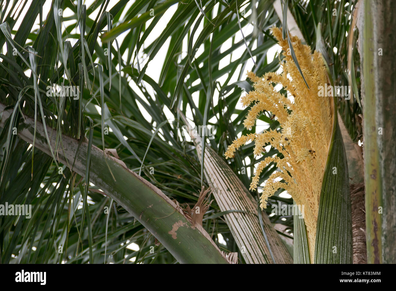Datil hi-res stock photography and images - Alamy