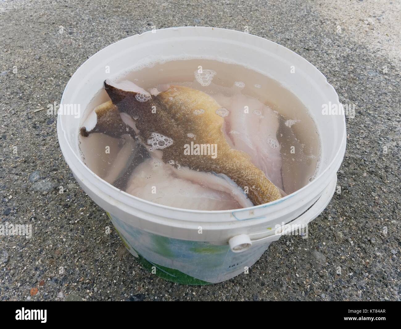 Washing of fish fillets in salt water. Fresh raw codfish steak in