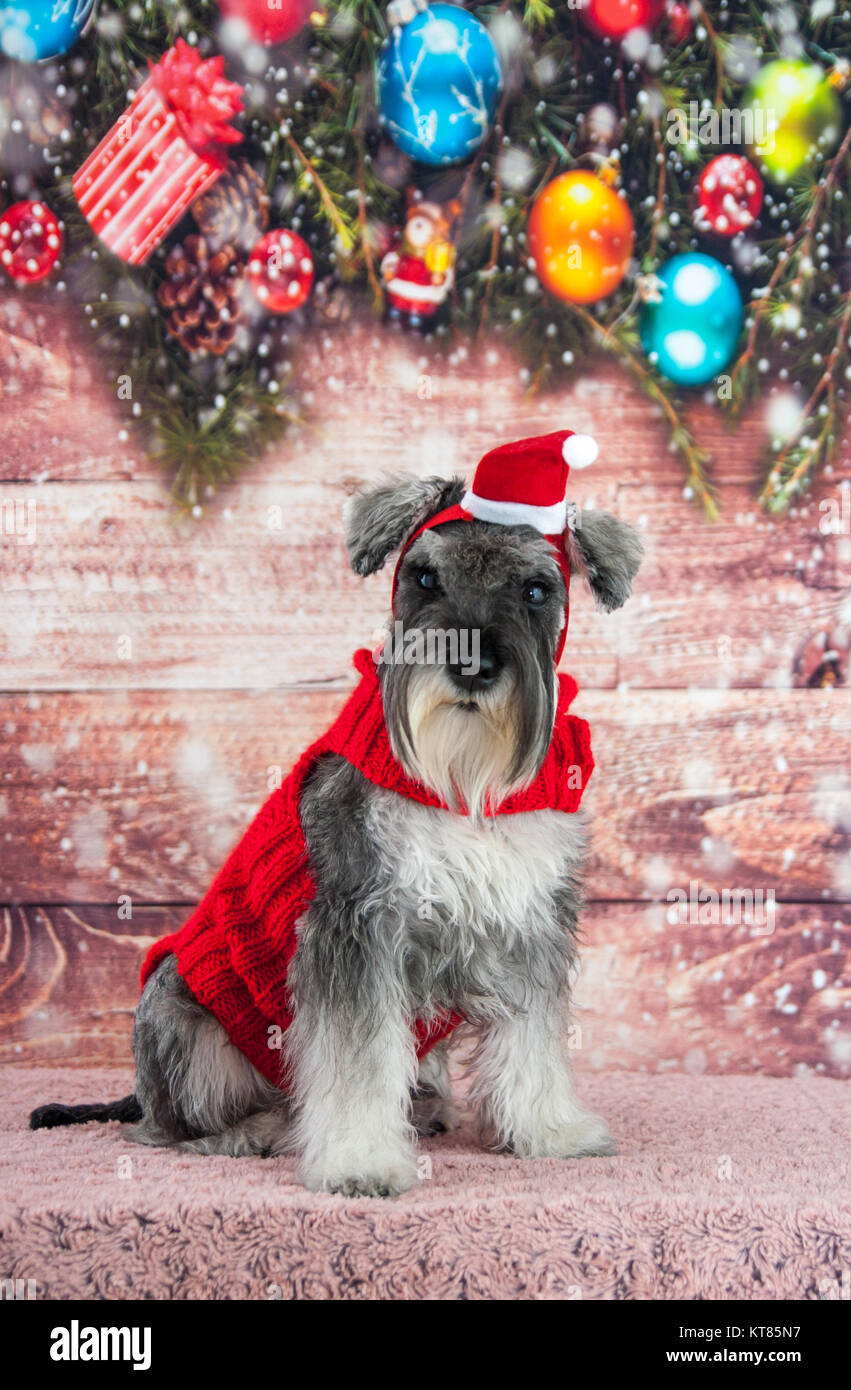 Schnauzer xmas jumper cheap