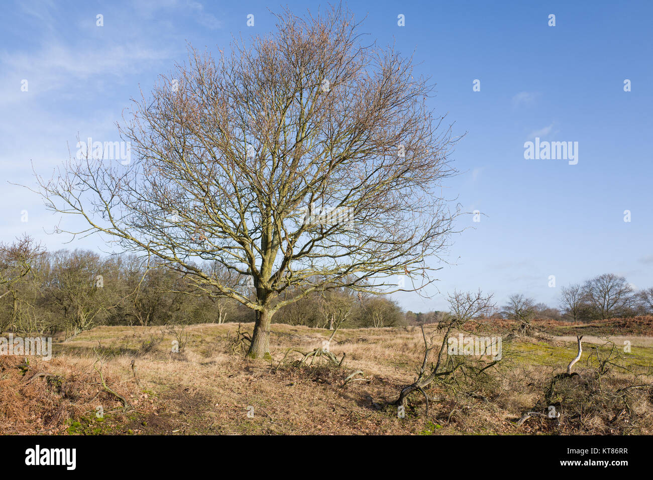 Oak tree in the Amsterdam water abstraction dunes in De Zilk in The Netherlands. Stock Photo