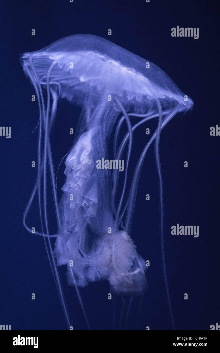 Moon Jellyfish Stock Photo