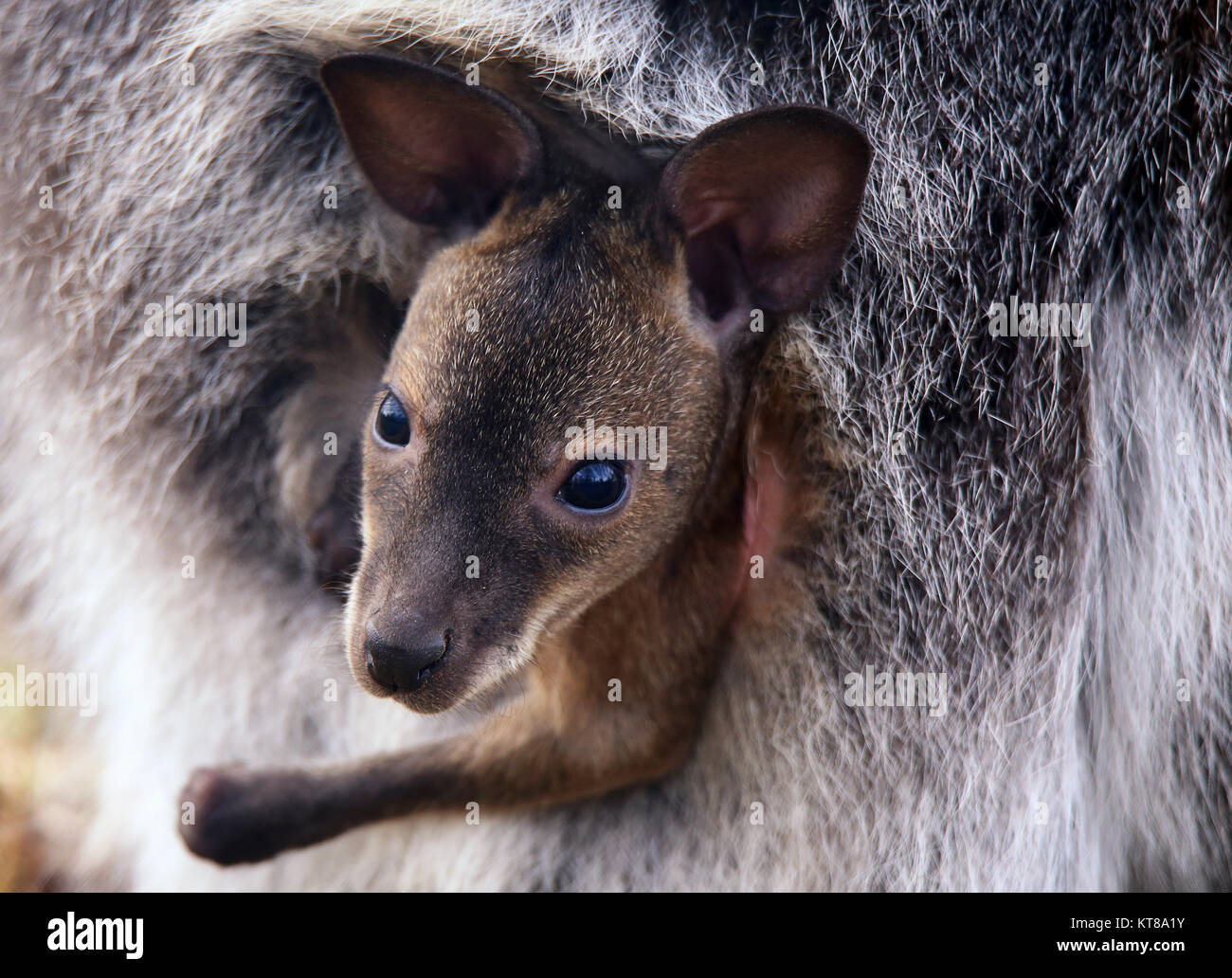young red-necked wallaby macropus rufogriseus in the mother's pouch Stock Photo