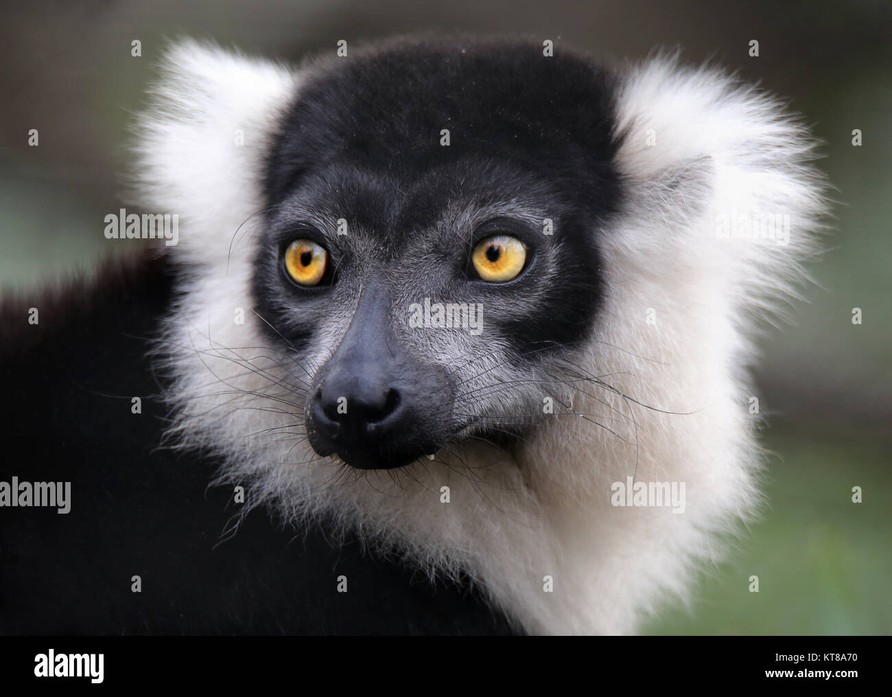 black-and-white ruffed lemur variegata varecia Stock Photo