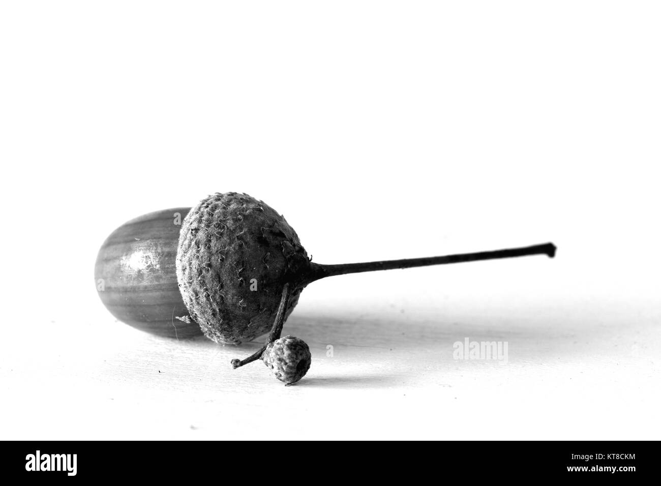Black and white portrait of acorn Stock Photo