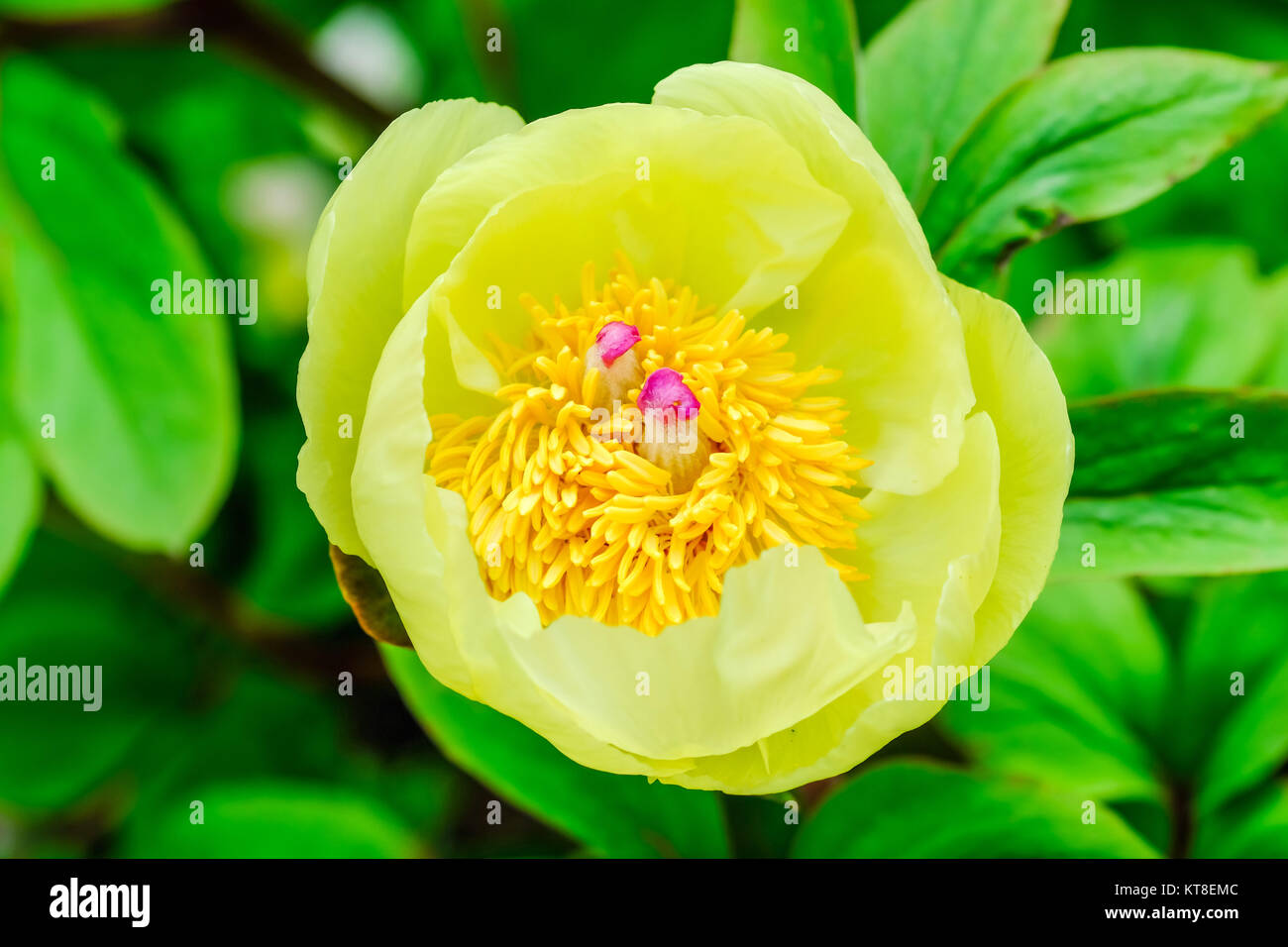 Chinese Yellow Peony in full bloom at Coton Manor Gardens, Northamptonshire, England, Uk Stock Photo