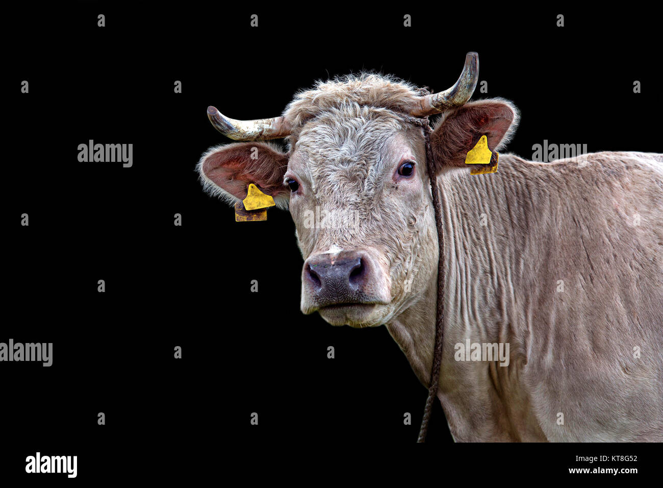 Cow on a black background, a portrait Stock Photo