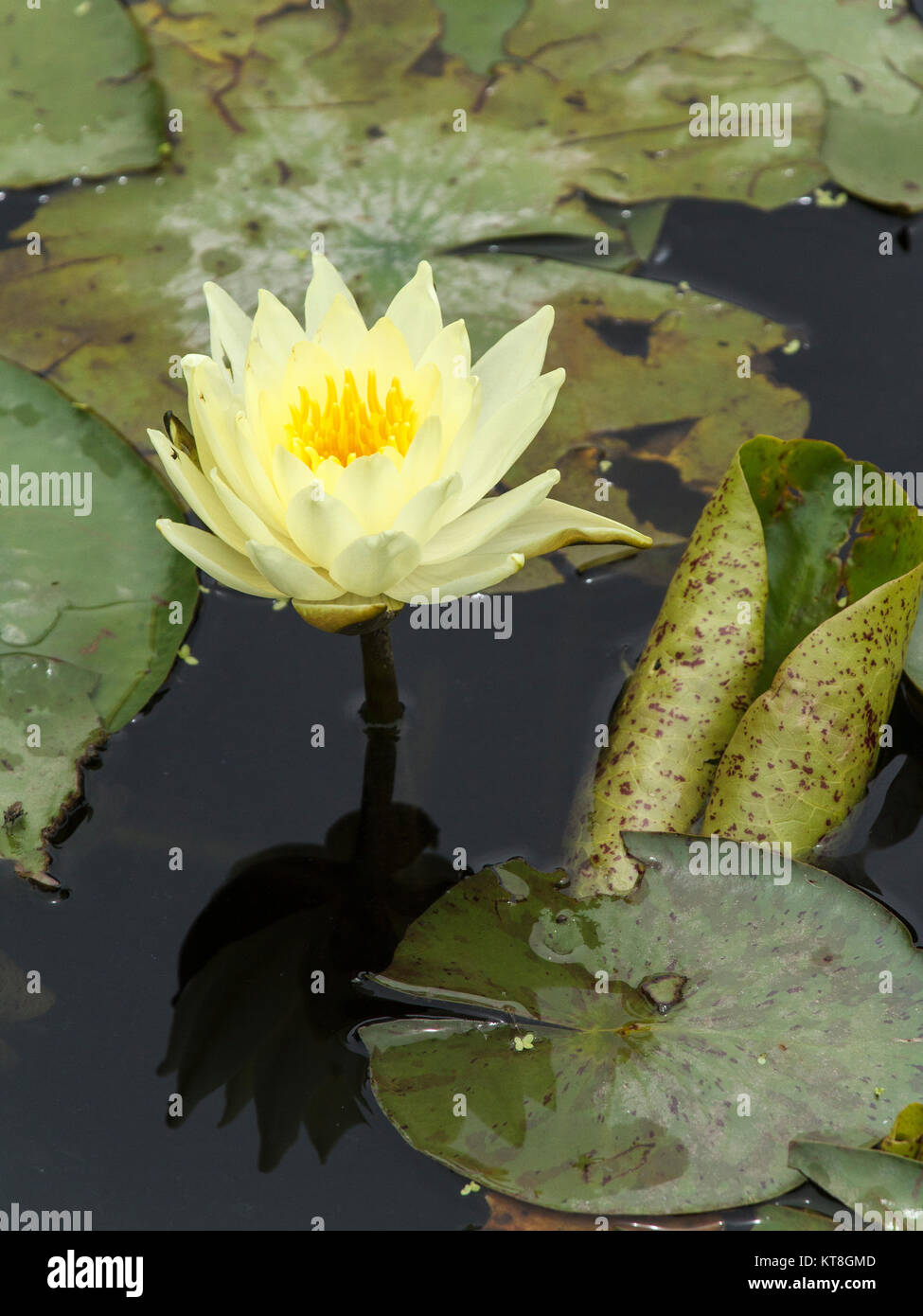 Water Lilies - At Lake Alford, Gympie Stock Photo