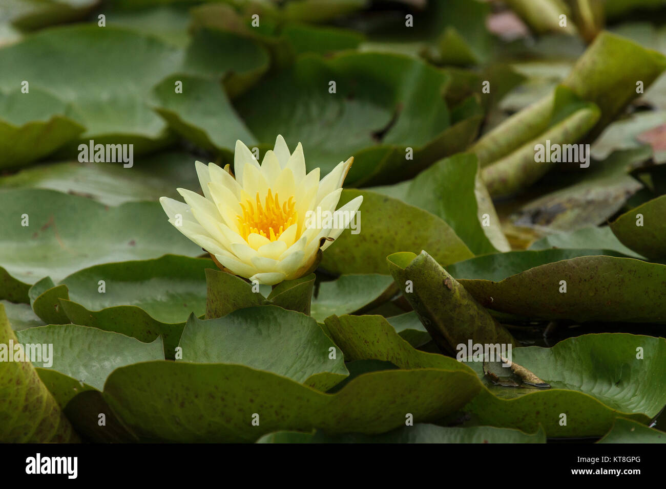 Water Lilies - At Lake Alford, Gympie Stock Photo