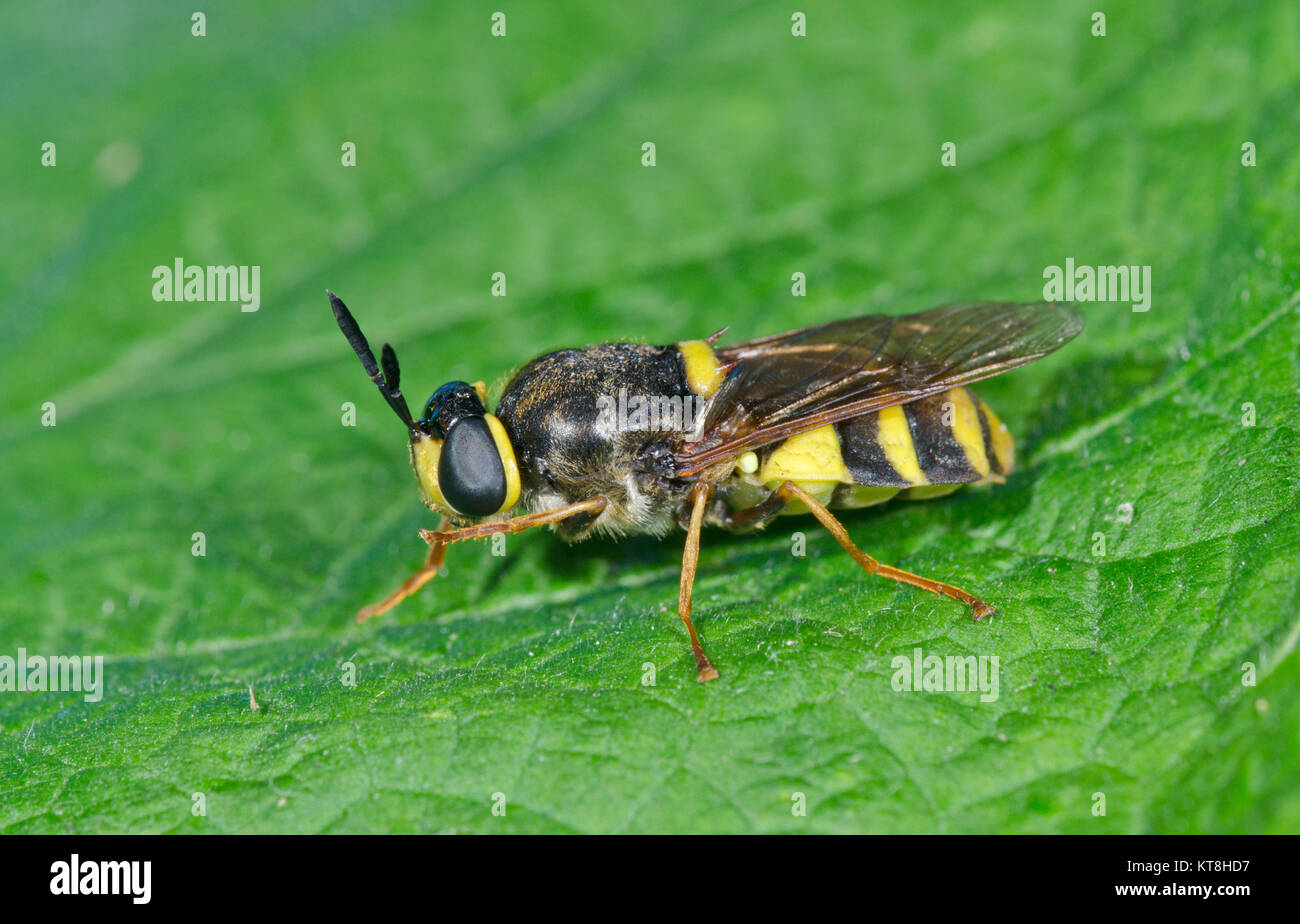 Banded General Soldier Fly (Stratiomys potamida). Sussex, UK Stock