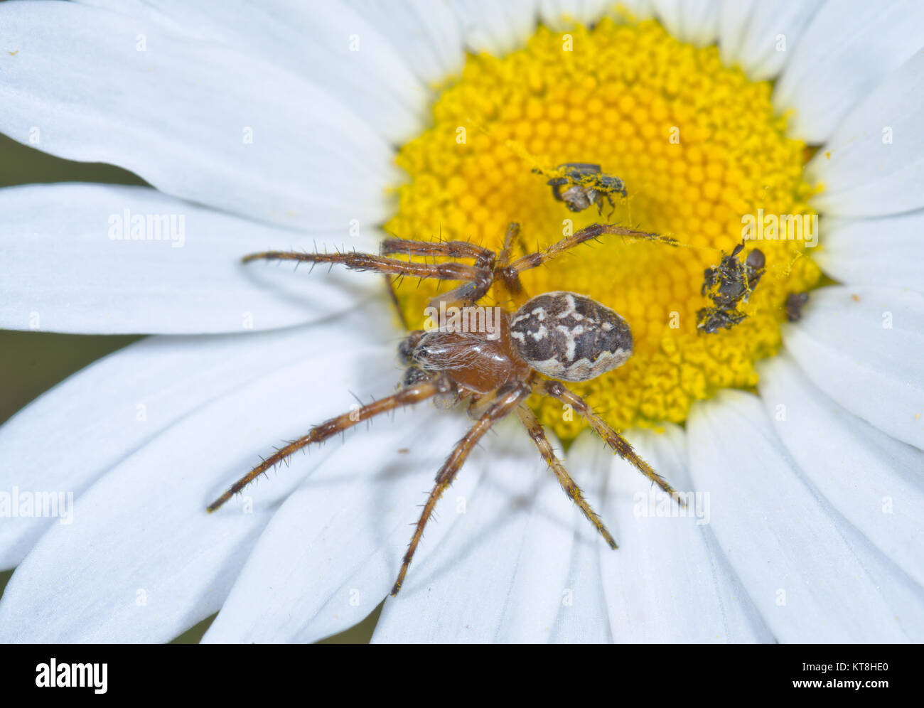 Bordered Orbweaver Spider (Neoscona adianta) Male. Orb weaver Spider. Sussex, UK Stock Photo