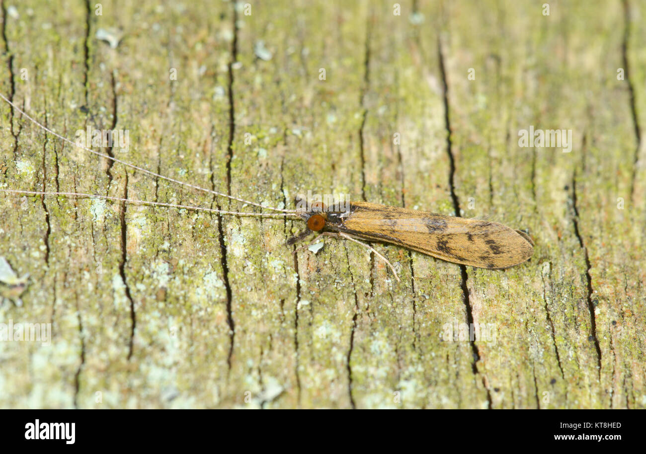 Long horned Caddisfly (Mystacides longicornis) Sussex, UK Stock Photo