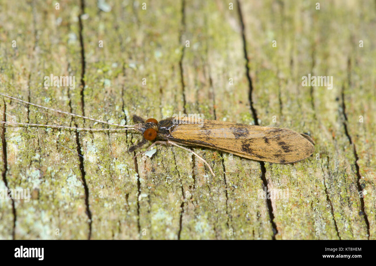 Long horned Caddisfly (Mystacides longicornis) Sussex, UK Stock Photo