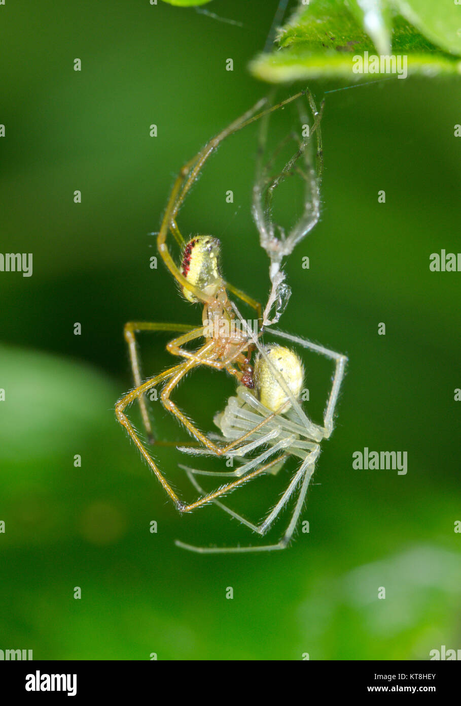 Spiders mating hires stock photography and images Alamy