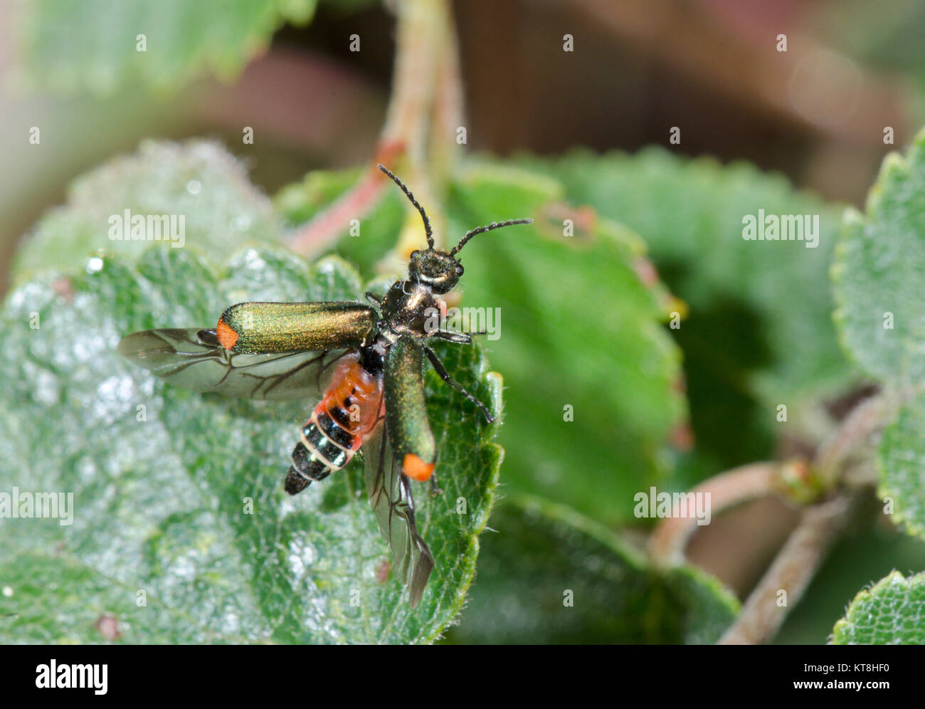 Common Malachite Beetle (Malachius bipustulatus) taking flight. Sussex, UK Stock Photo
