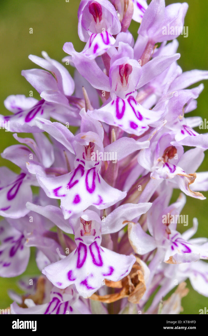 Letters, Initials & Monograms on Wild Flowers - Monogrammed Common Spotted Orchid (Dactylorhiza fuchsii) 'CO' 'DC' 'DD' natural pattern! Sussex, UK Stock Photo