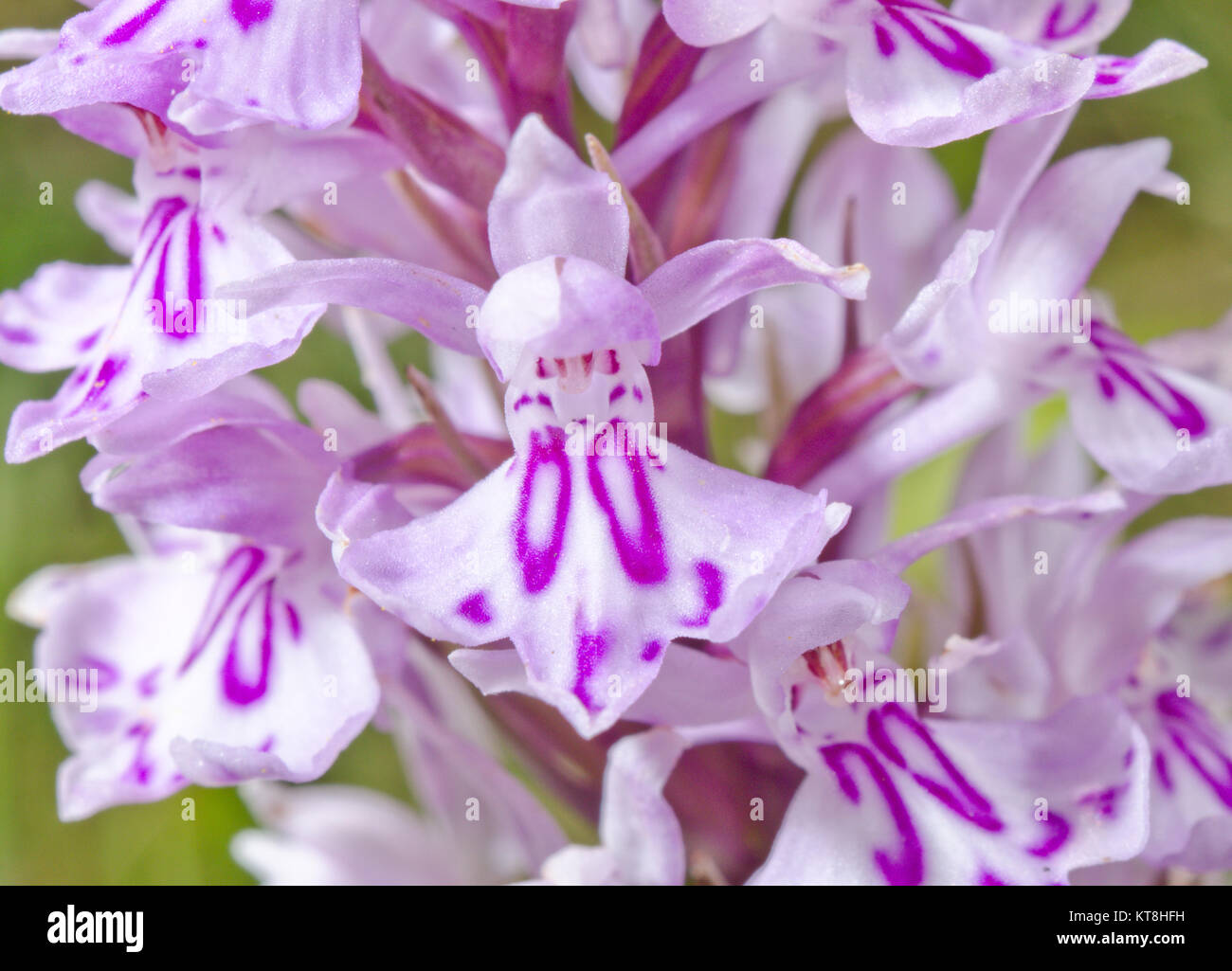 Letters, Initials & Monograms on Wild Flowers - Monogrammed Common Spotted Orchid (Dactylorhiza fuchsii) 'OO' pattern Totally natural! Sussex, UK Stock Photo