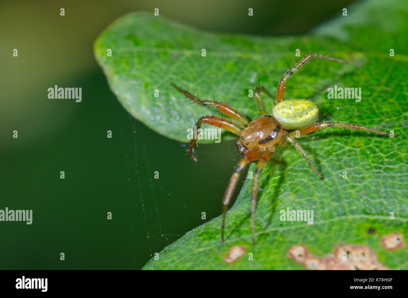 Green Orb Spider (Araniella cucurbitina) Male. Orb weaver Spider. Sussex, UK Stock Photo