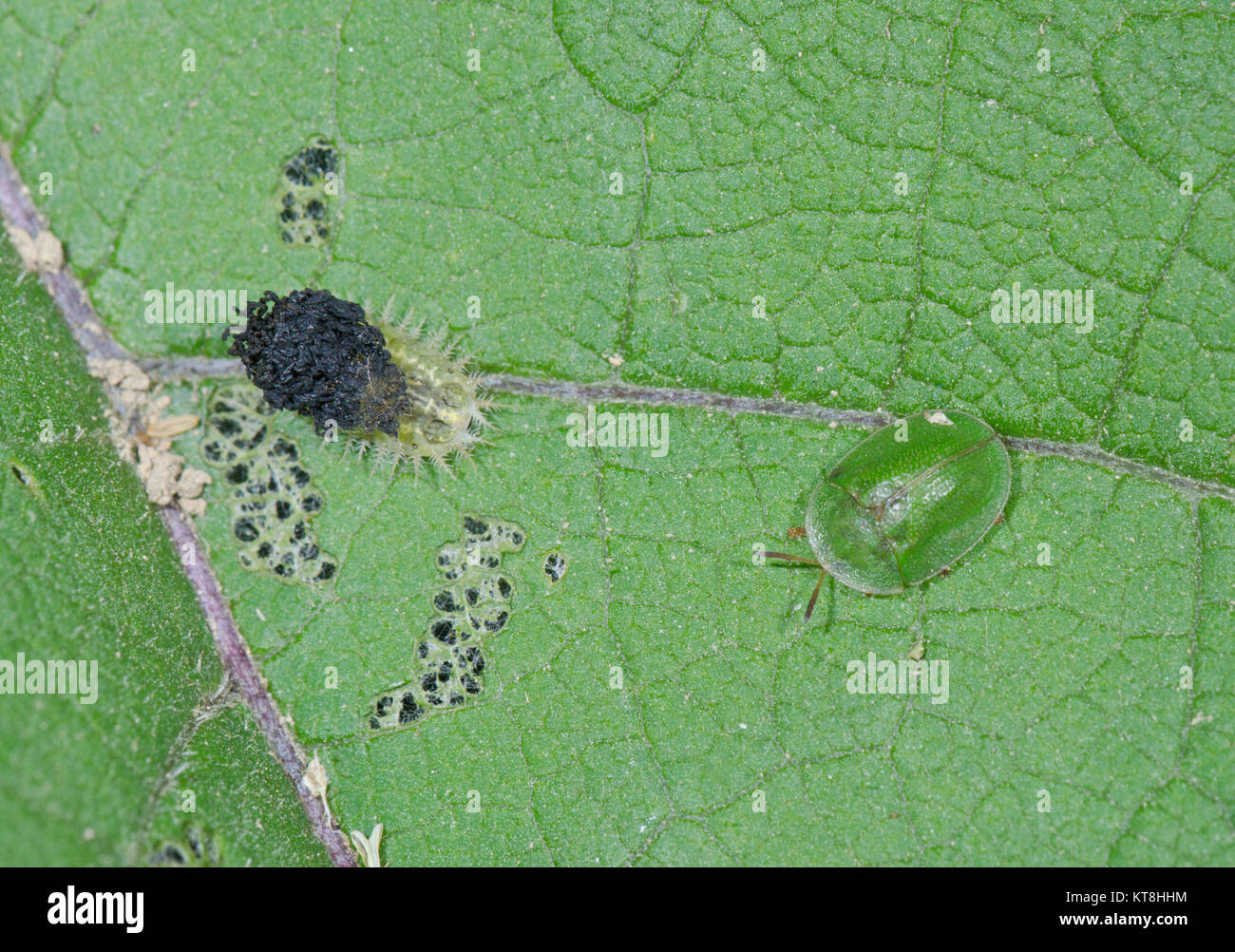 Green Tortoise Beetle Larva with Adult (Cassida rubiginosa) feeding on Burdock. Sussex, UK Stock Photo