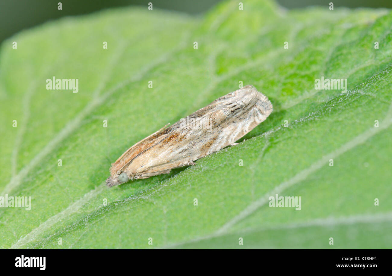 Hoary Bell Micro Moth (Eucosma cana) on Burdock. Sussex, UK Stock Photo