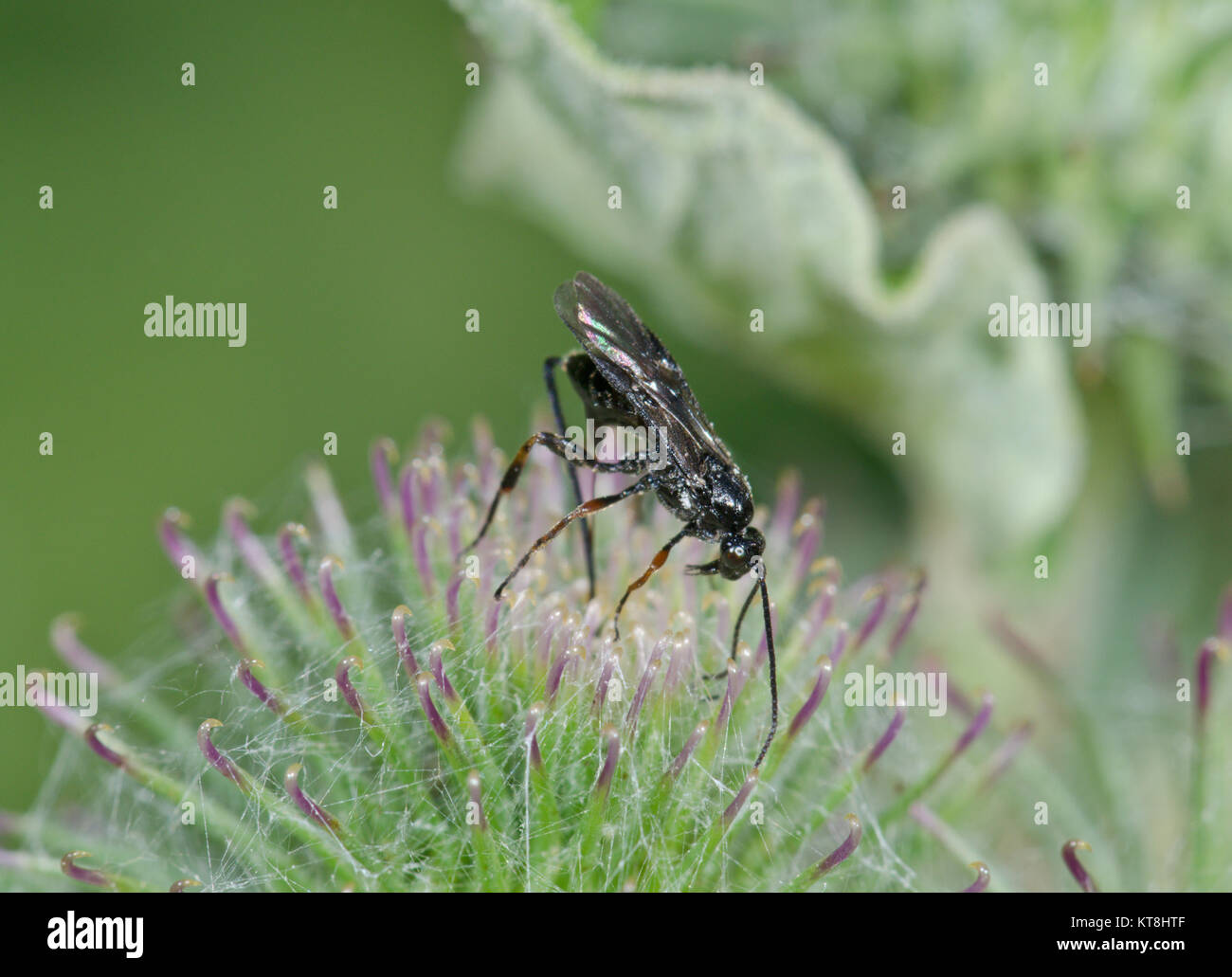 Braconid Wasp (sub-family Agathidinae ) ovipositing in Burdock. Sussex, UK Stock Photo